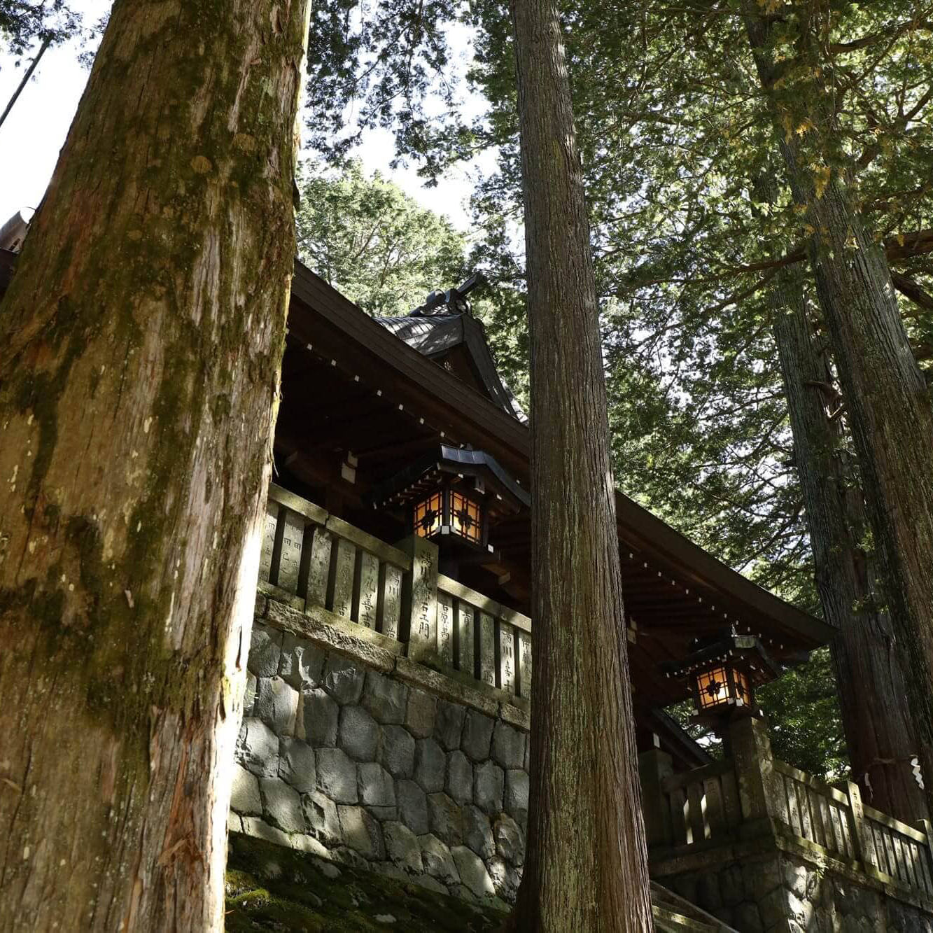藪原神社境内実生の木々と御社殿